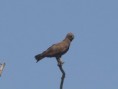 /album/photogallery/brown-snake-eagle-jpg/